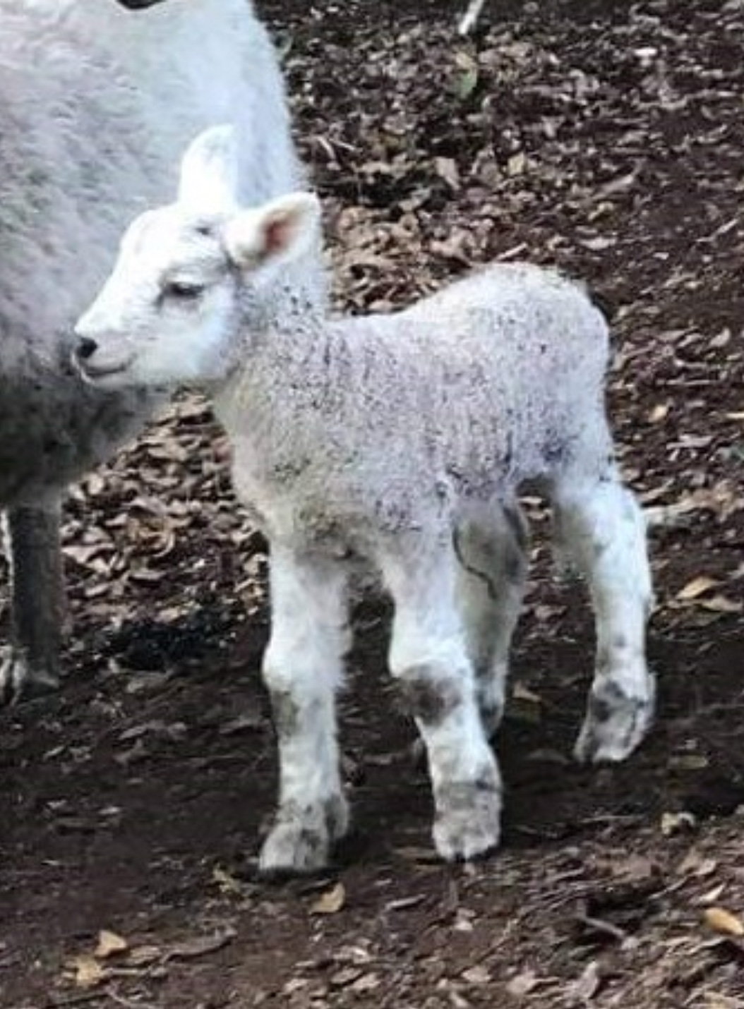 lambs2